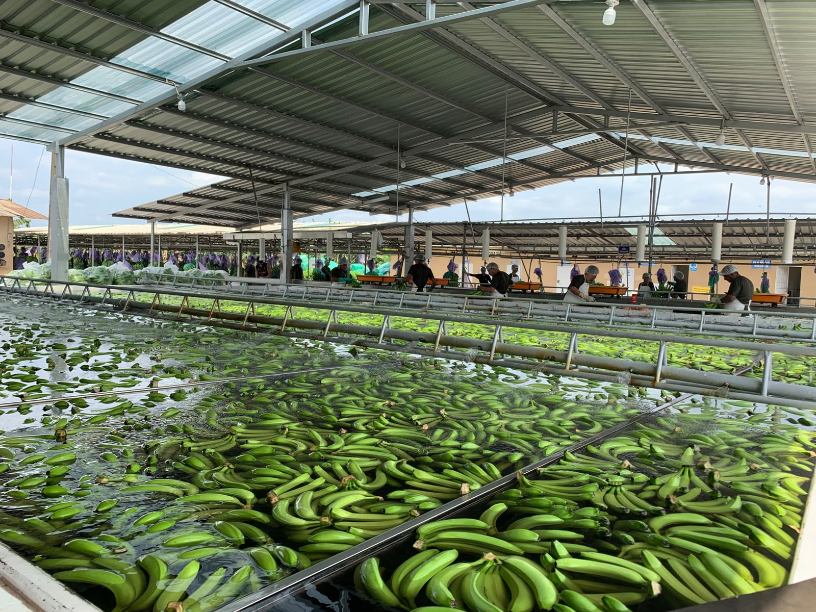 Packing plant