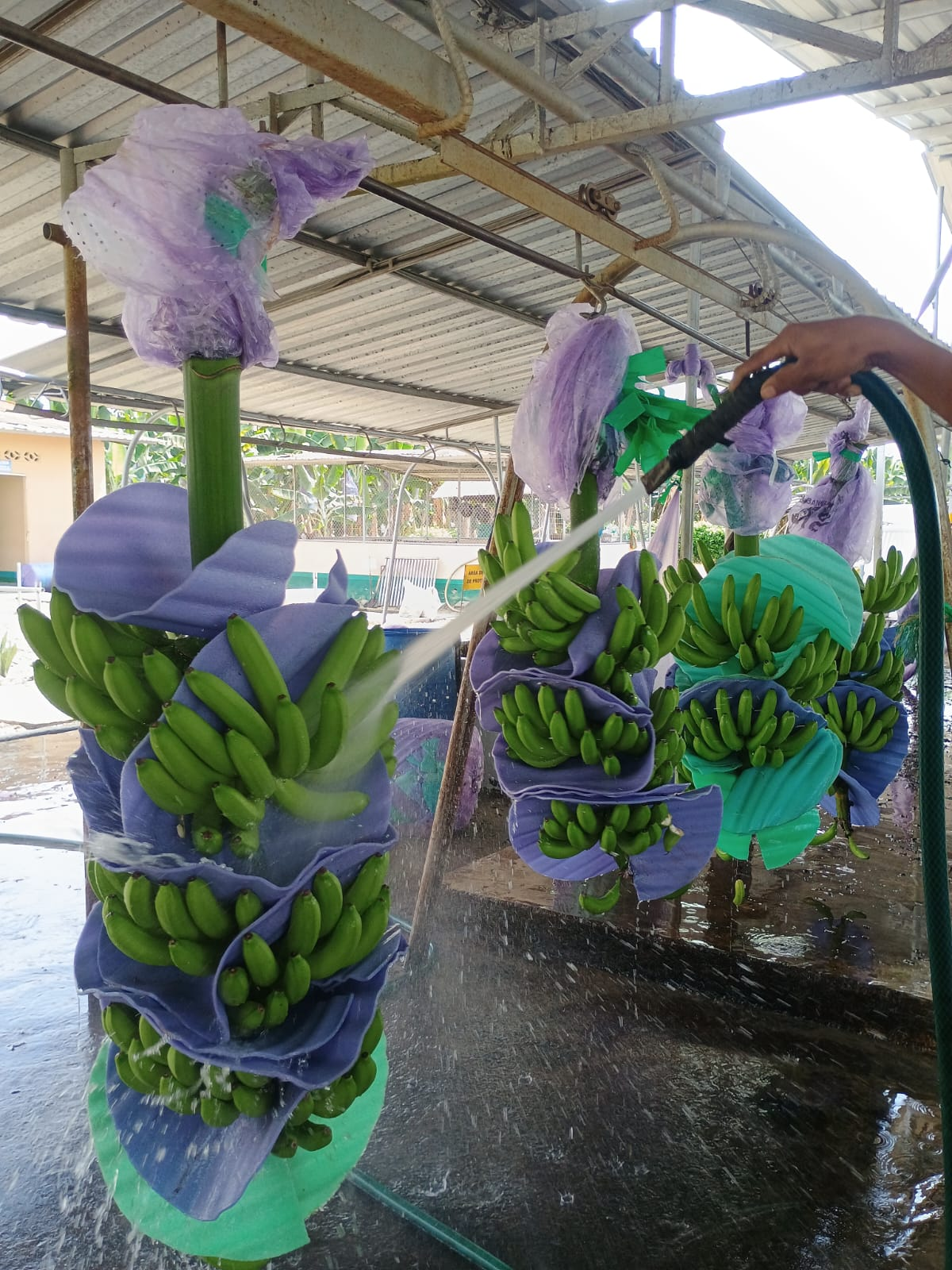 Bunch washing at the packing plant