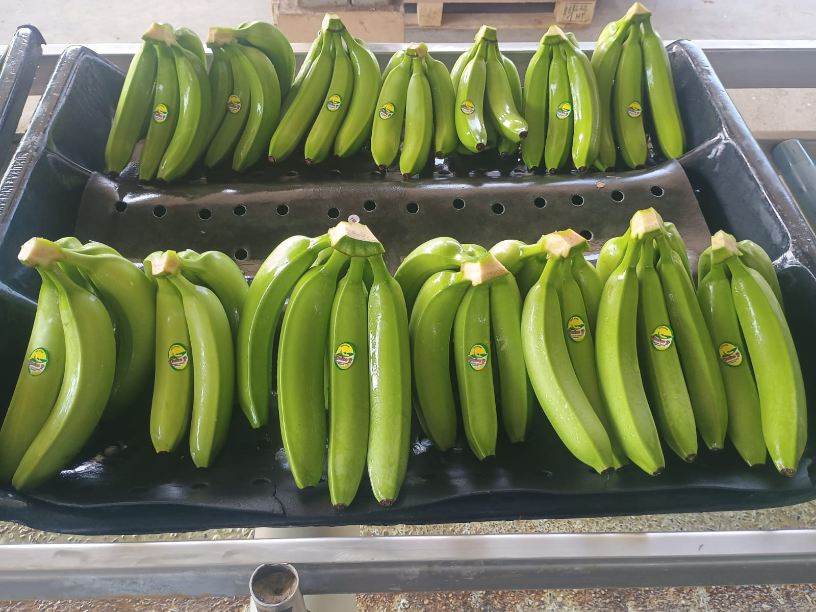 Fruit selection