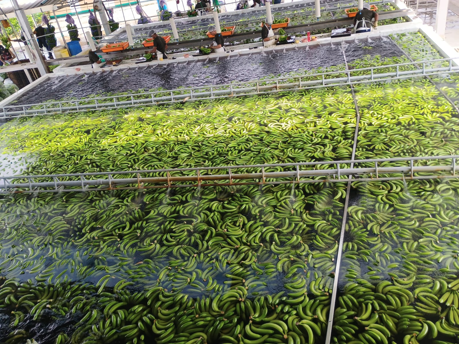 Packing plant tanks